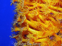 Yellow and Blue. I like the contrast of the Parazoanthus ... by John De Jong 